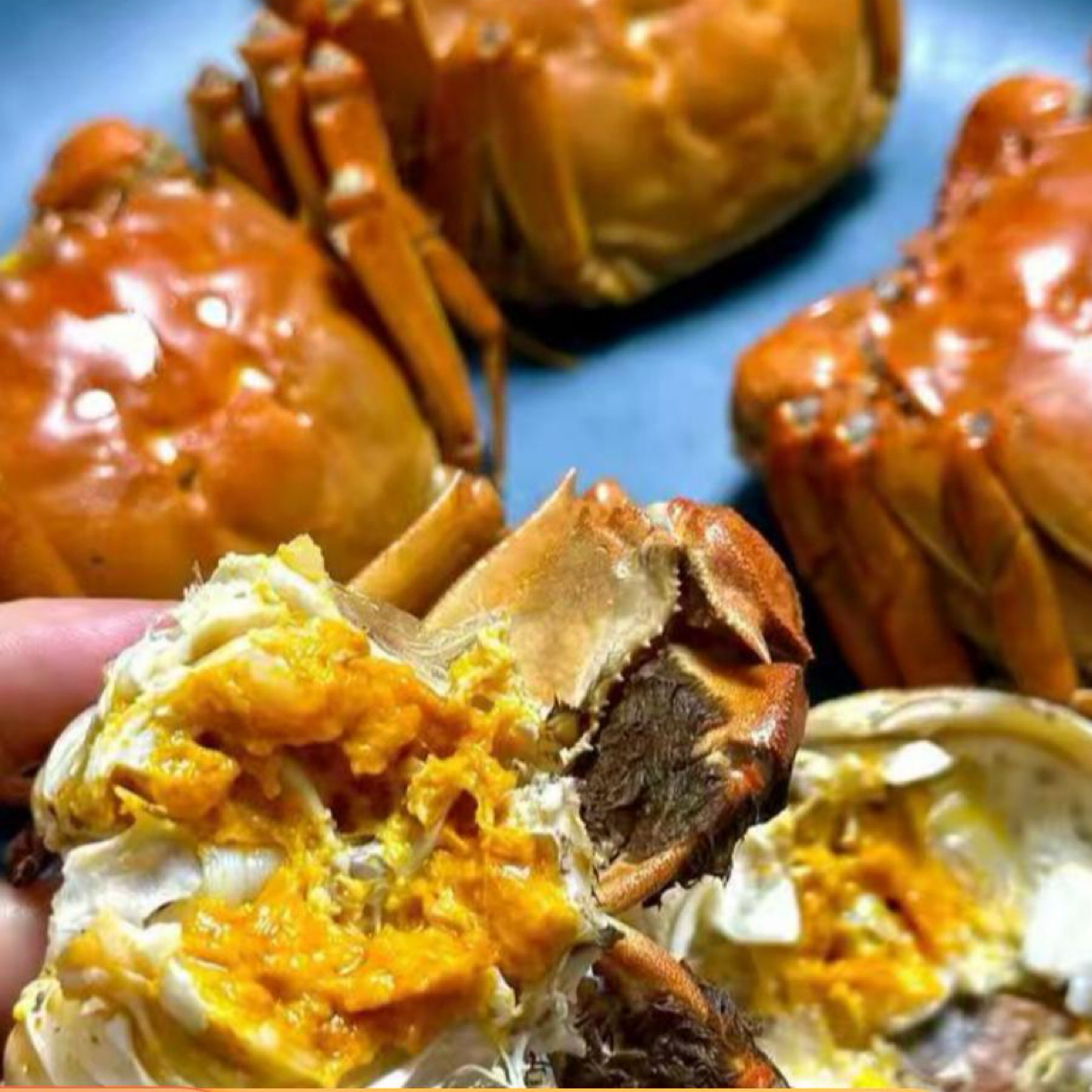 【全公活蟹】鲜活大闸蟹全公3两8/10只装