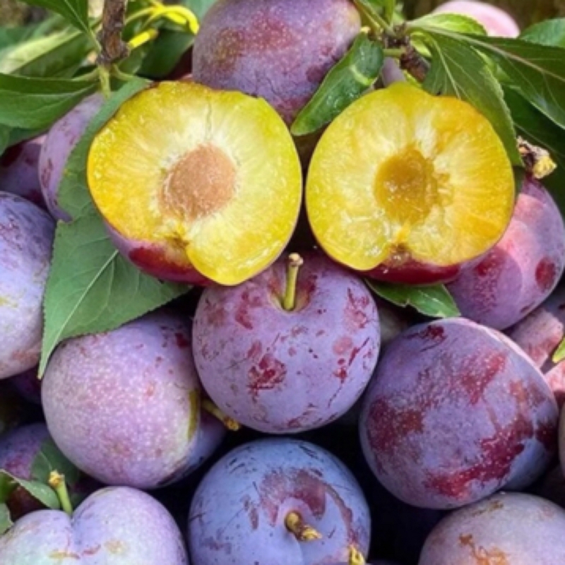 五月脆凤凰李新鲜应季水果脆甜多汁肉厚