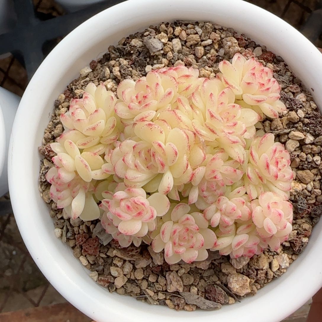 大****了【闪购商品】0201-49（ht-40）