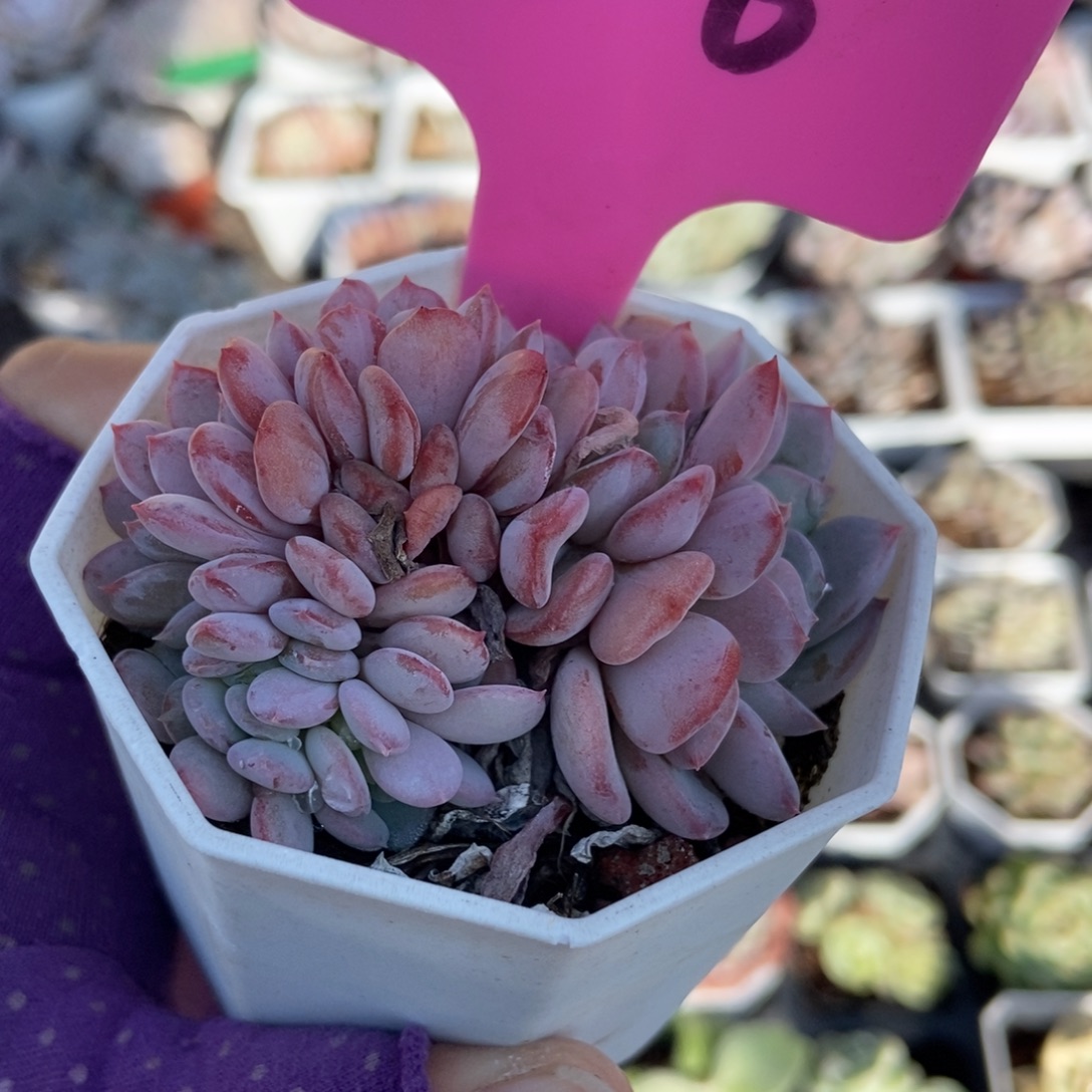 806粉珍妮缀多肉植物