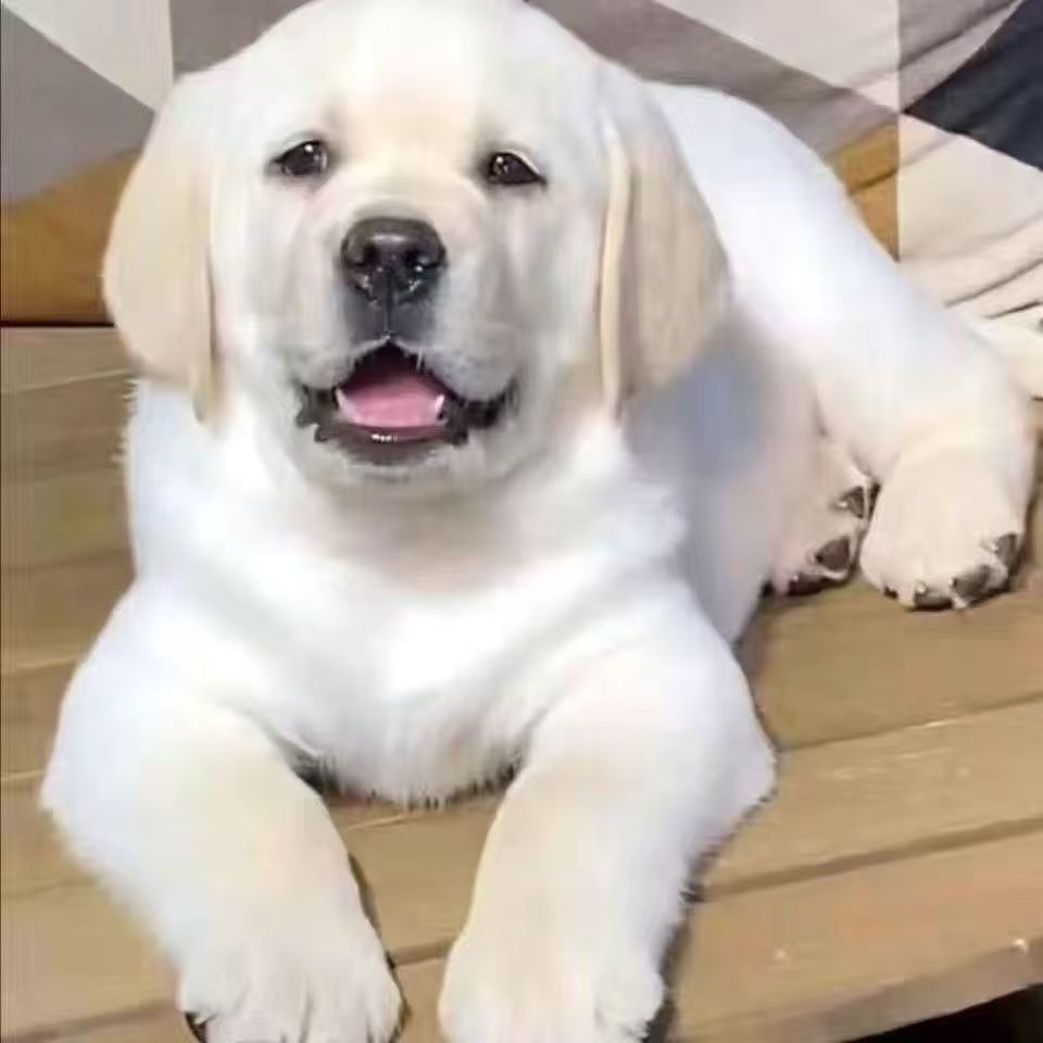 无品牌金毛柴犬阿拉斯加拉布拉多边牧等家庭陪伴中大型犬