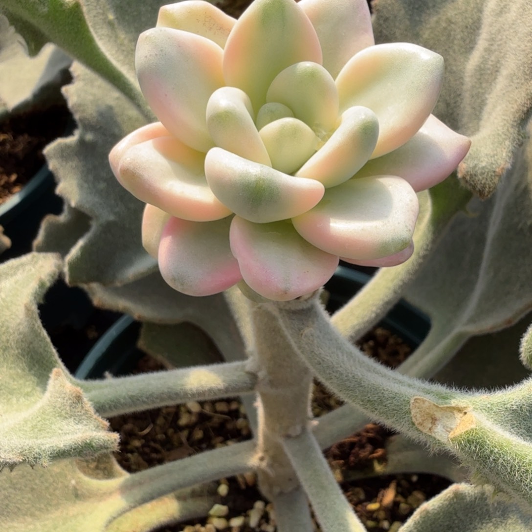 花斑鹿 安吉园艺锦锦