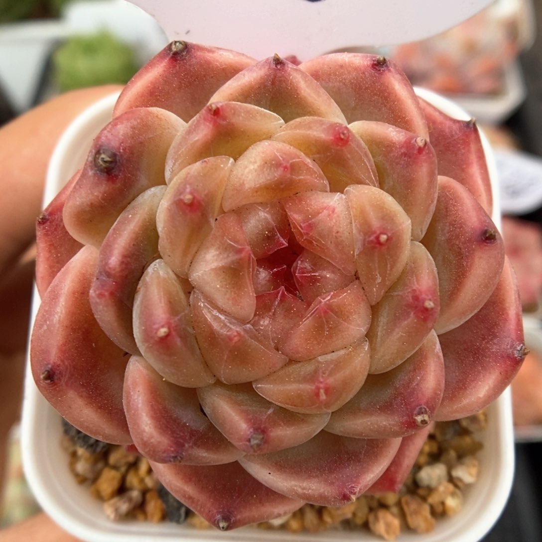 糖心粉魄可拍312号