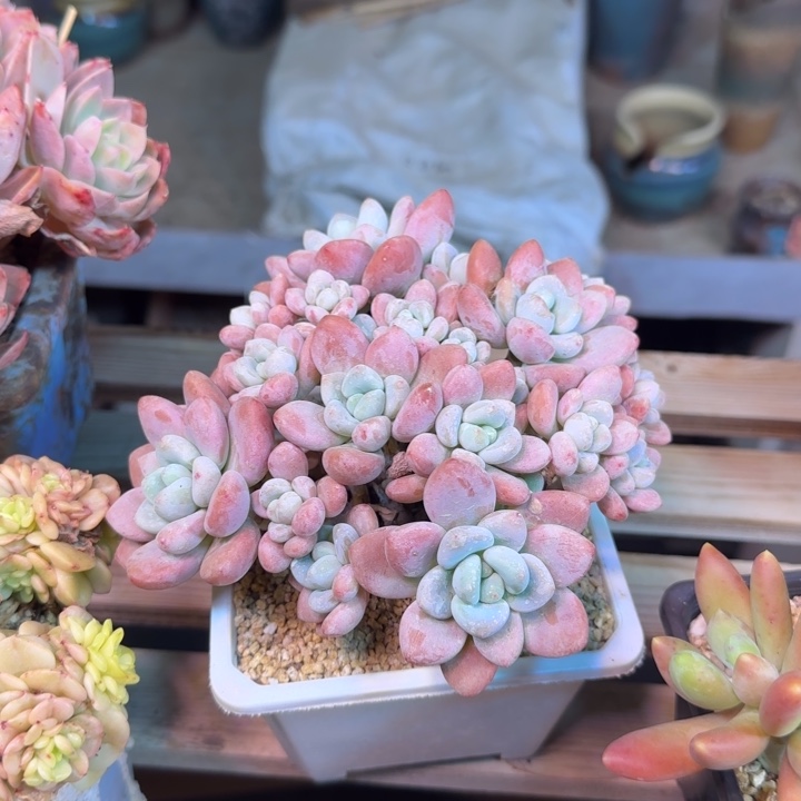 红洛神多肉植物dgcghj