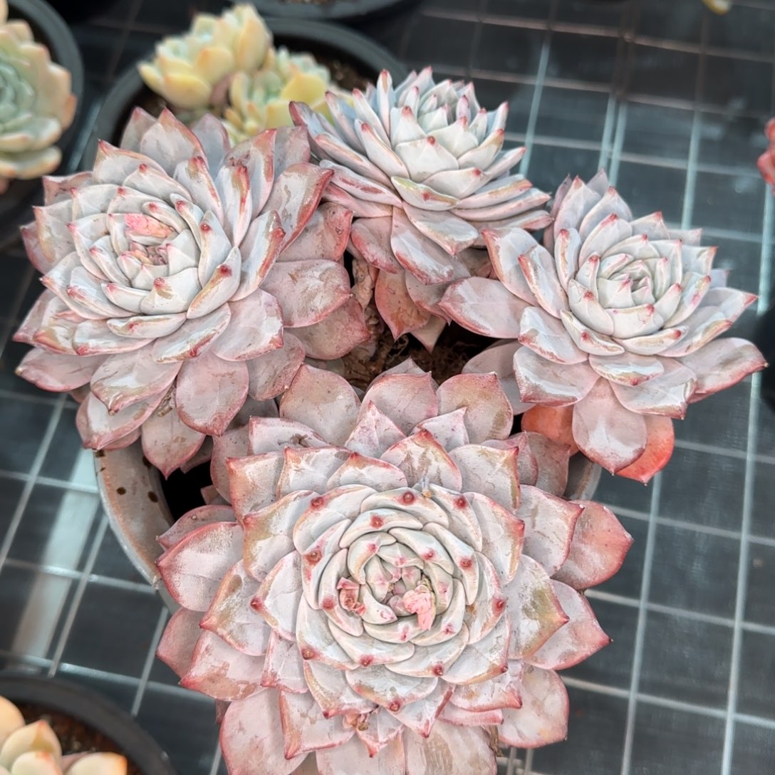 从前慢花园精选粉蓝鸟