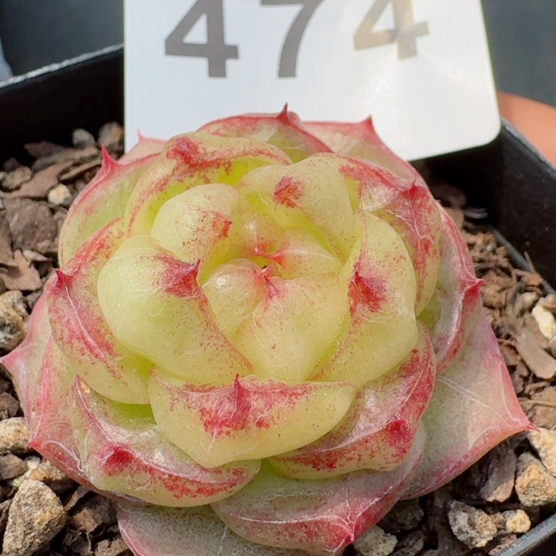 灵宝珍妮       多肉植物