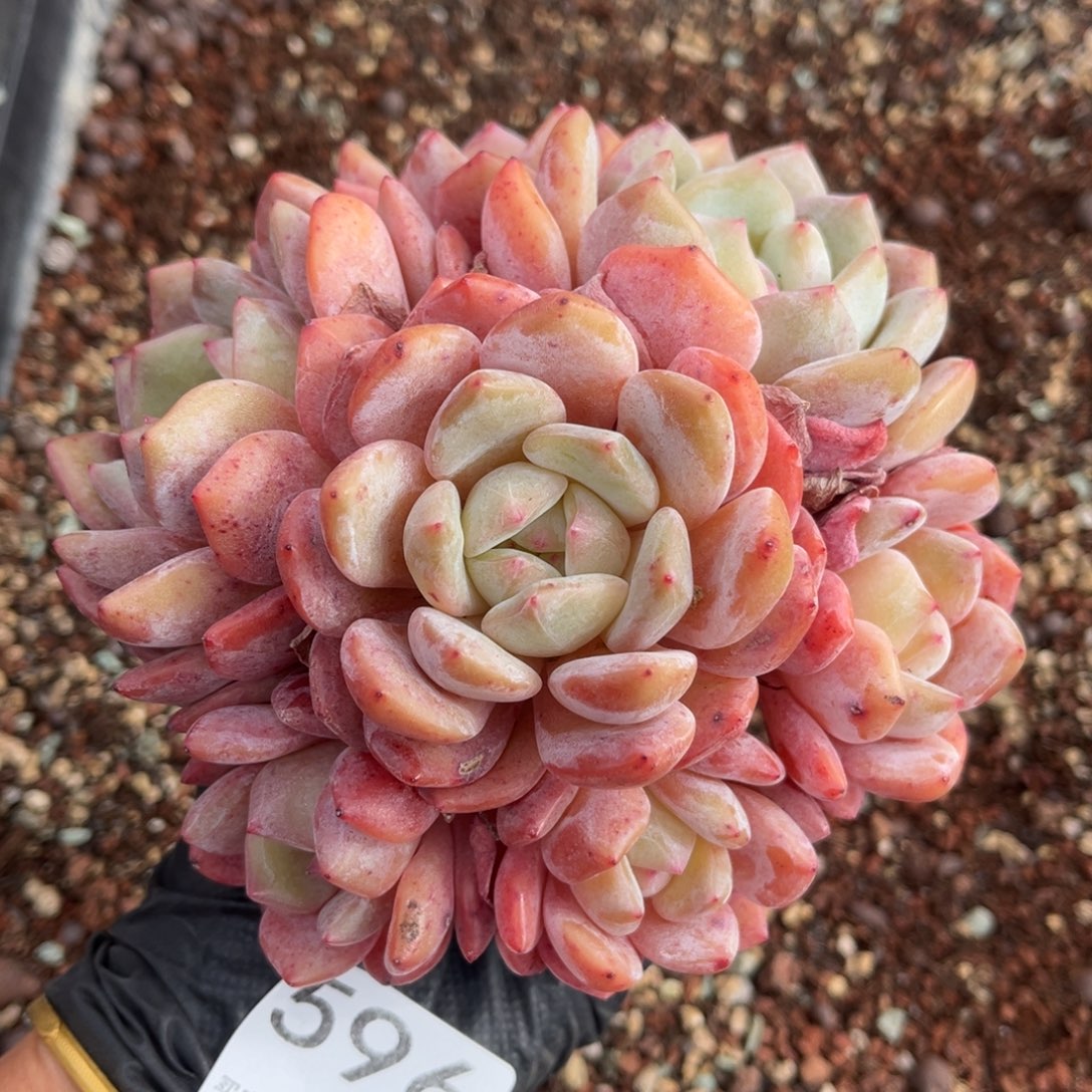 琉***◤596号新疆西藏内蒙古不包邮