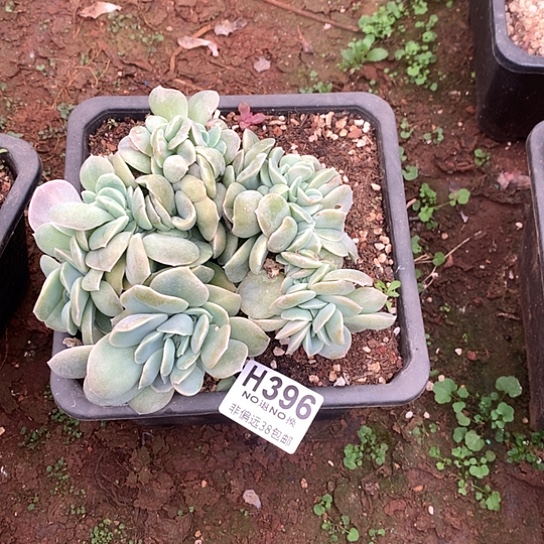 发***子可爱玫瑰缀化396 全场亏本处理退款拉黑7-8天发货