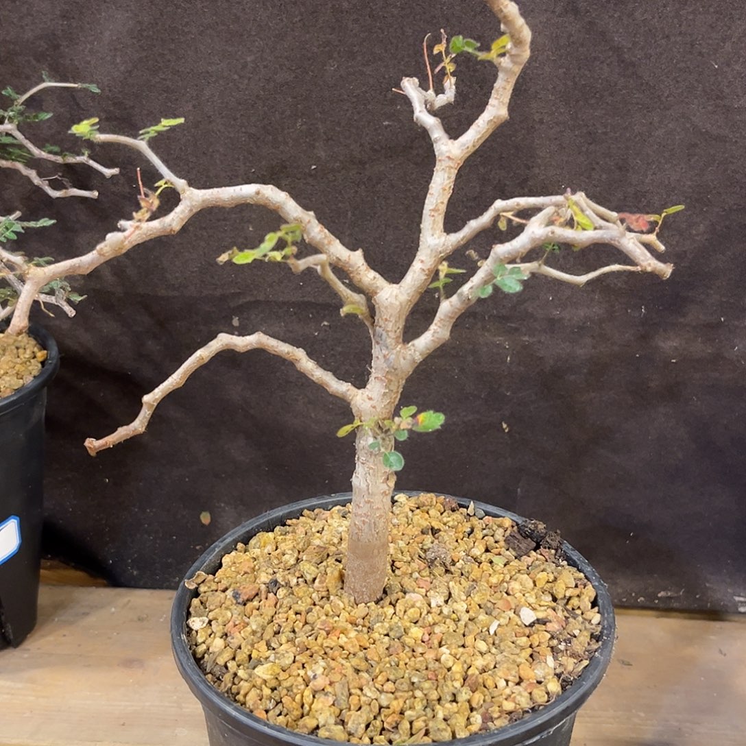 汤圆植物滔天橄榄7