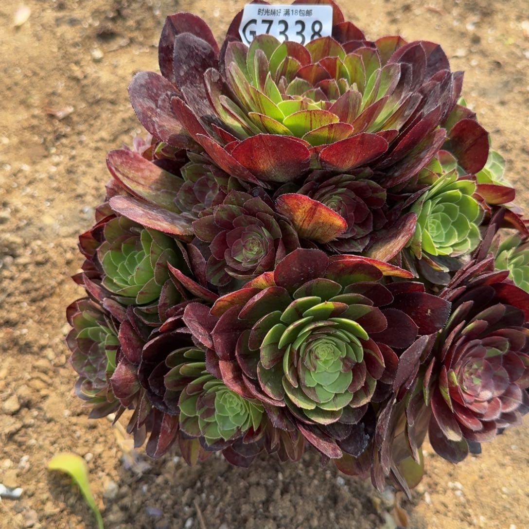 甜*粉铜寄养到秋