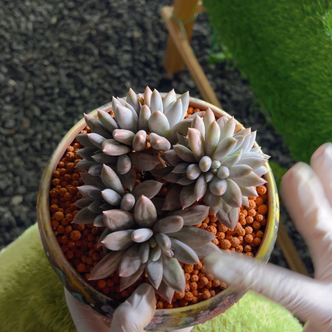 毛毛小姐姐，寄养。。。。