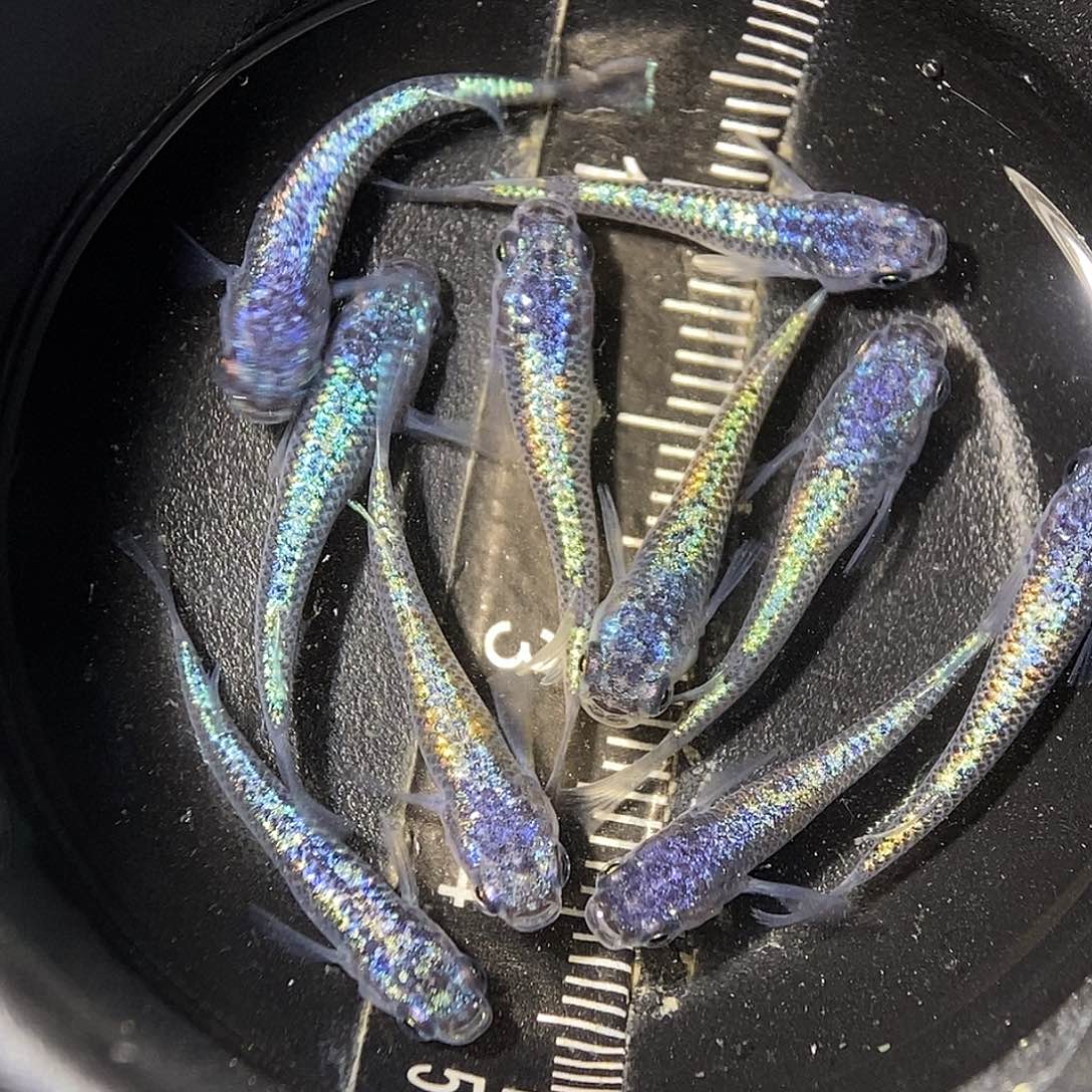 海水鱼海王星一组01