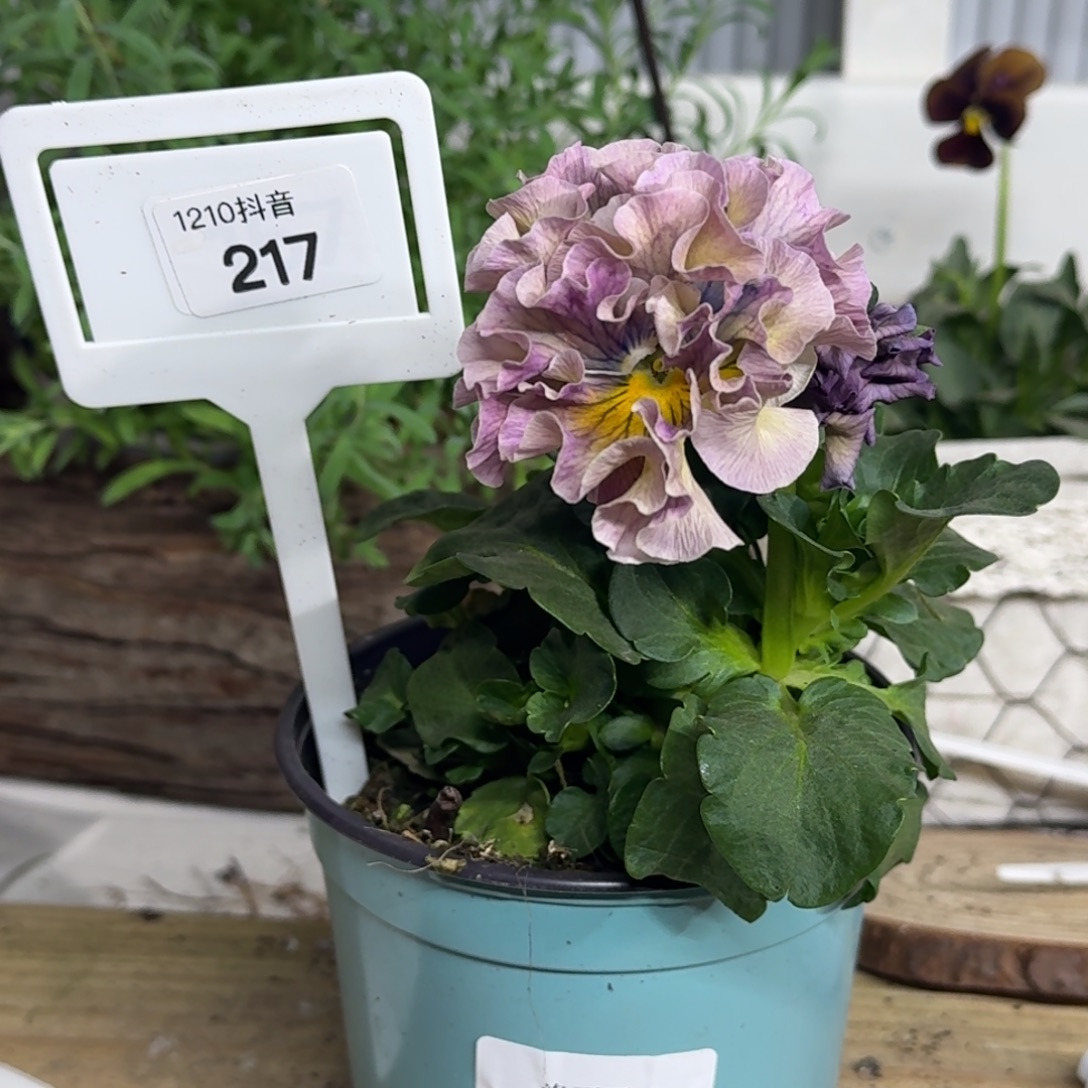 全部花朵1210 抖音一物一拍217号