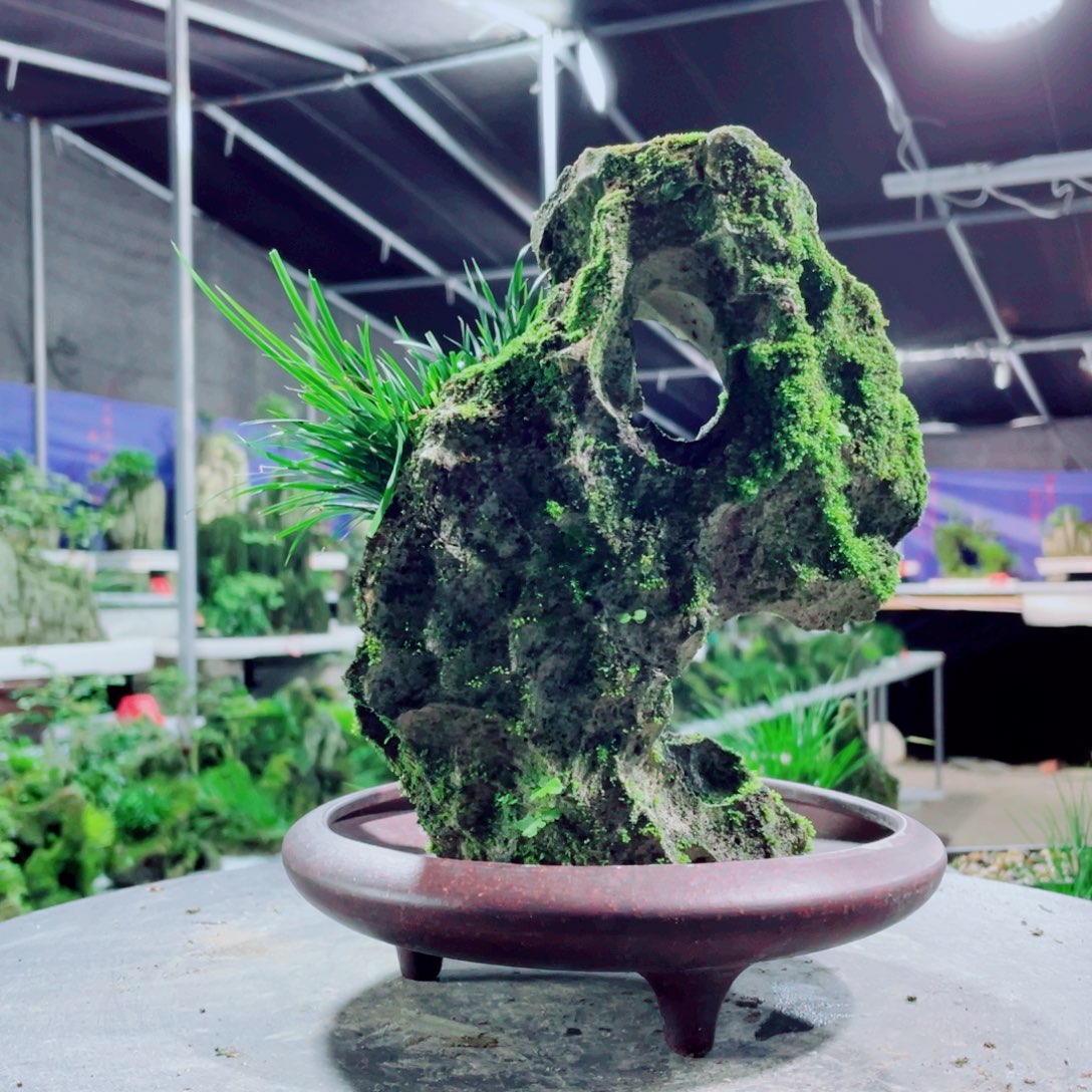 郁***霁无花朵新品上架哦好货