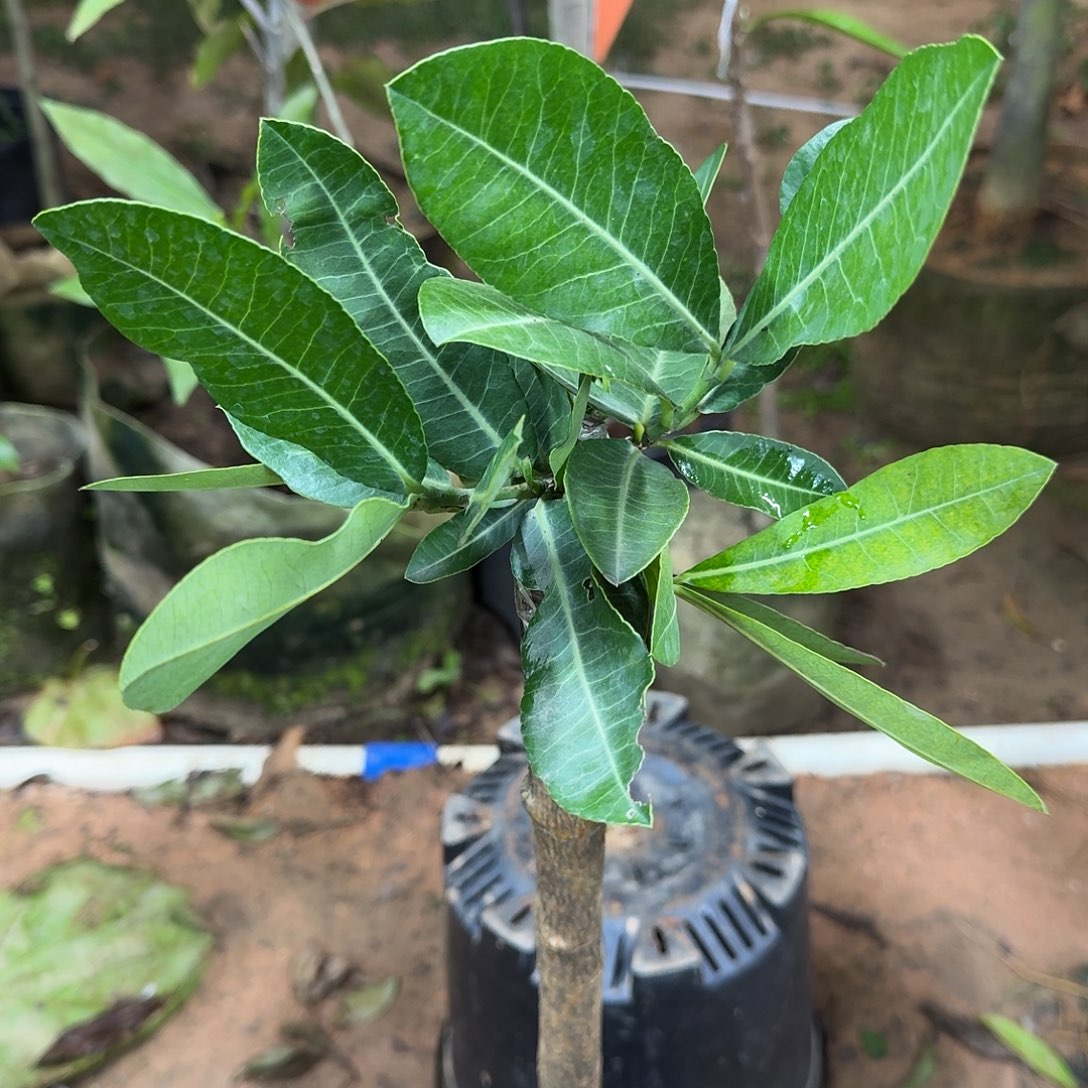 无***呵当前无花栽培后可以开花非洲