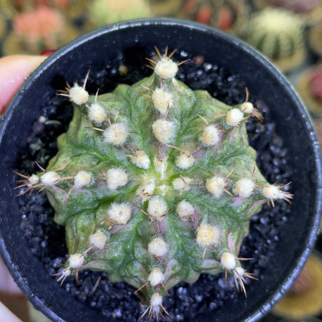 高绒翡翠蛙00000003