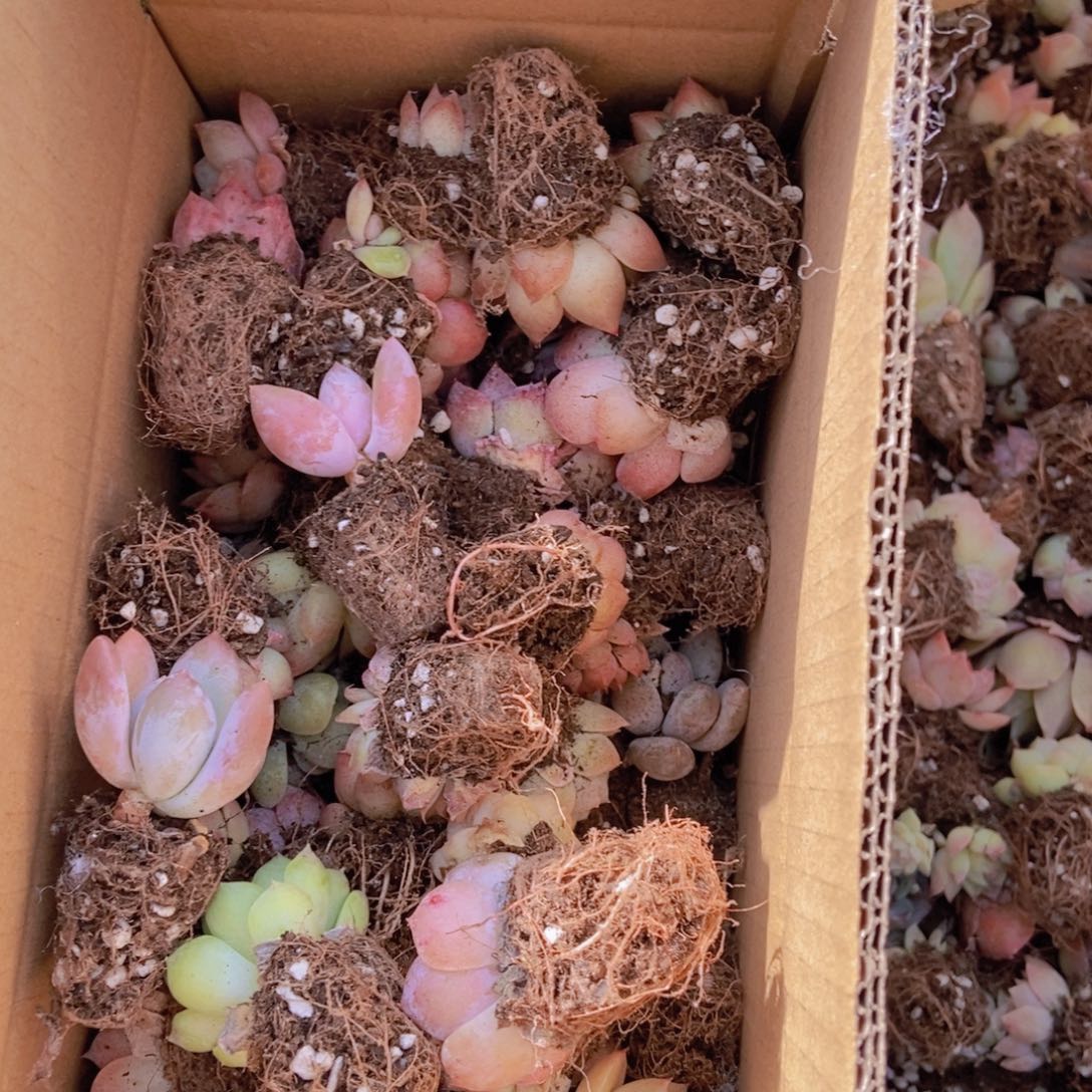 精品多肉植物保底60