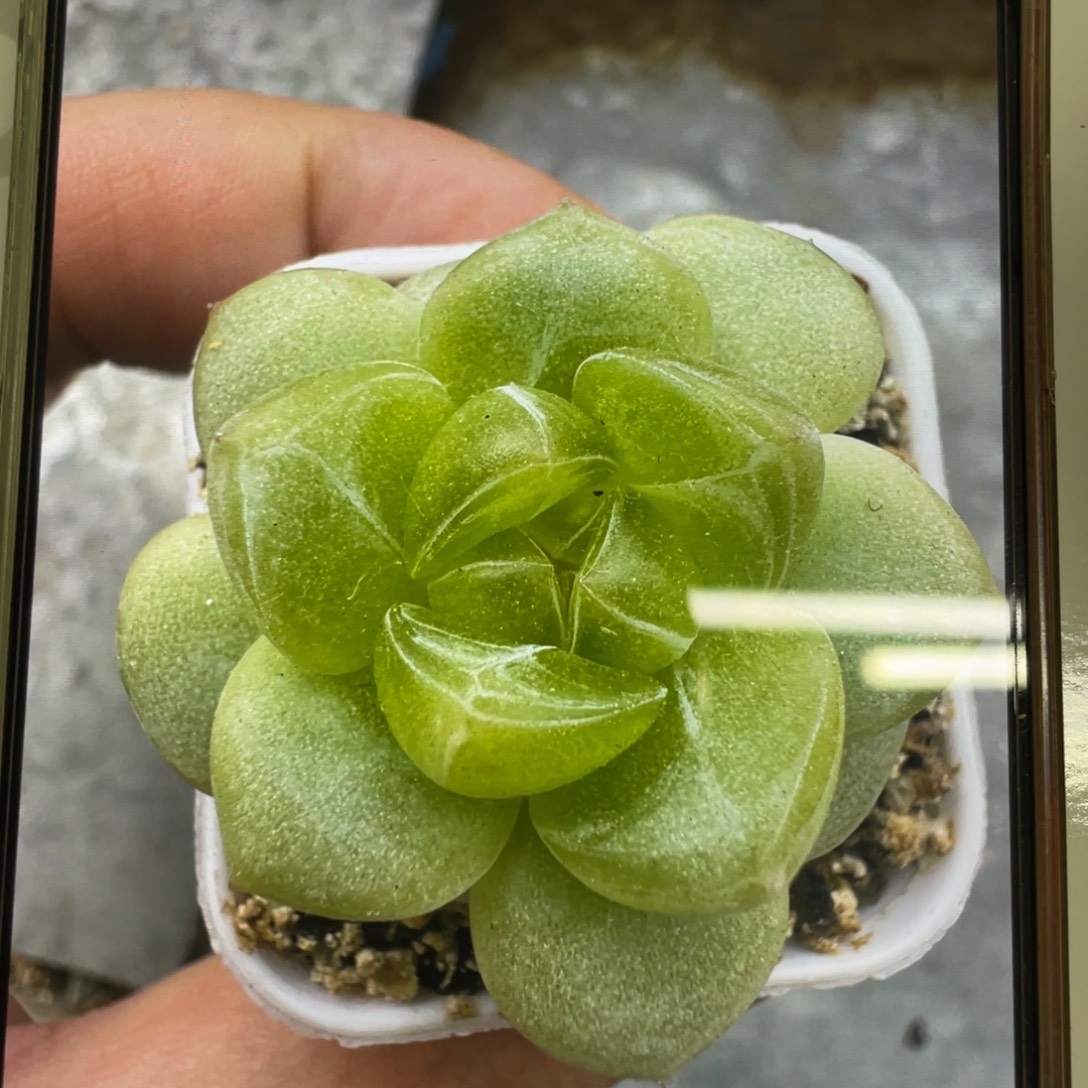 优混100粒，优混种子