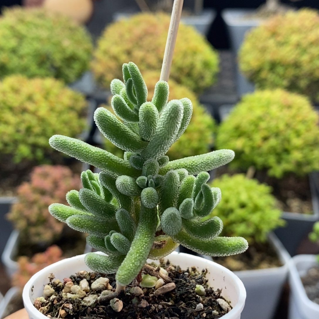 实生红叶0544枝干番杏