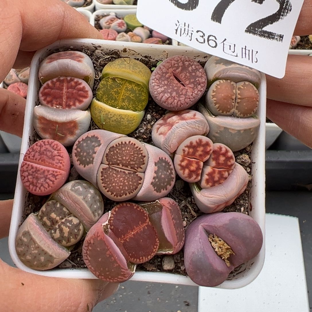 3.4好看的多肉脱土发货672