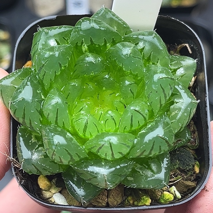 36大窗翠云玉露锦