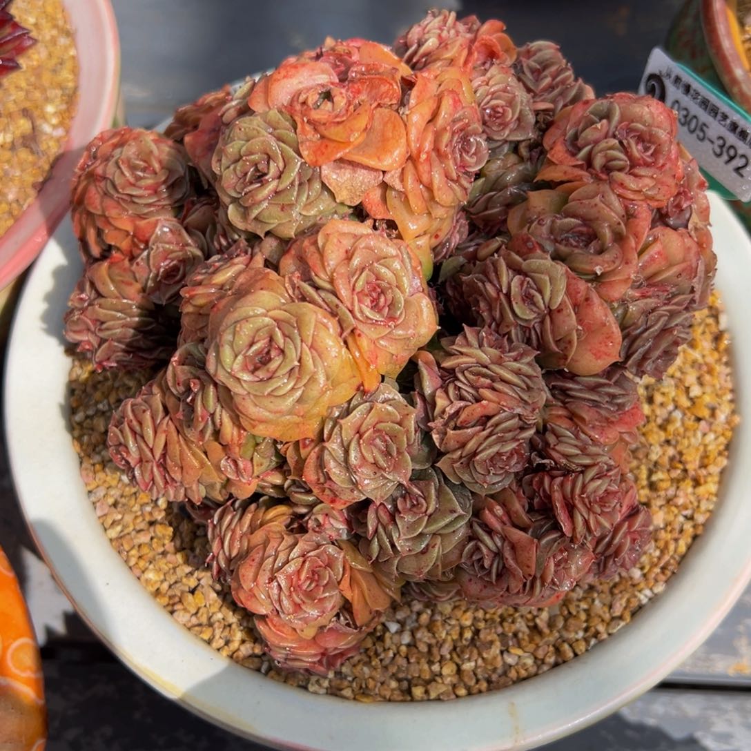 从前慢多肉精选编号0305.392