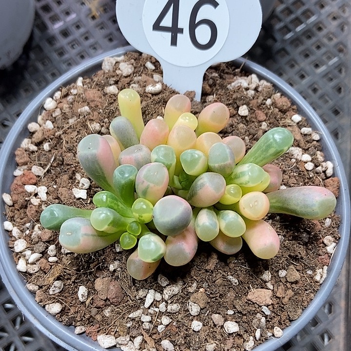 五十铃玉锦多肉植物