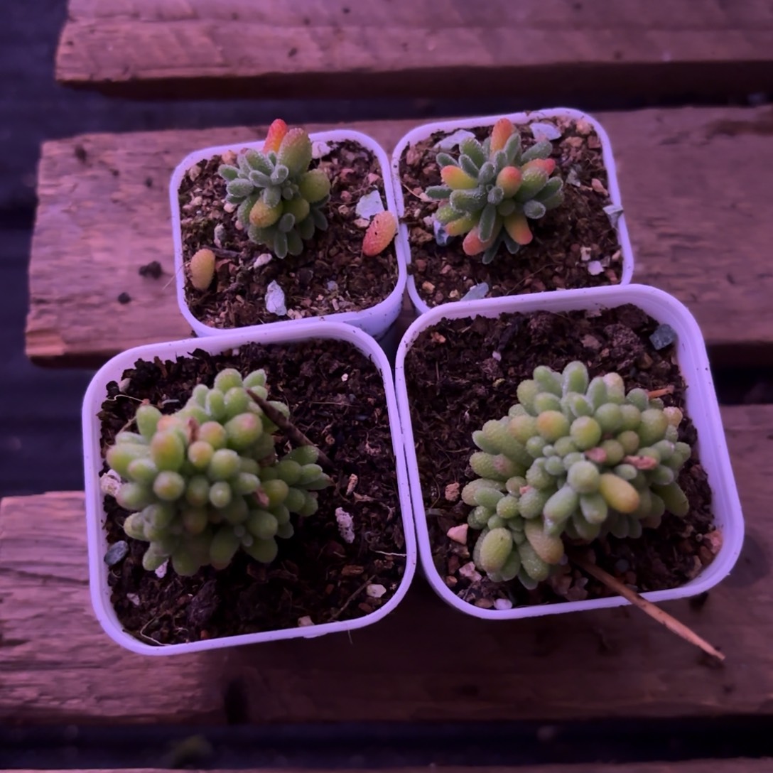 软**糖枝干番杏两个蜜橘两个糖球111号