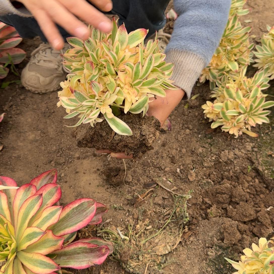 39.9荷花群多肉多肉