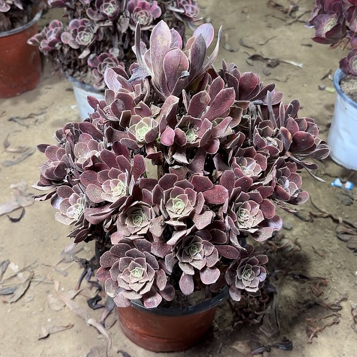 多肉植物法师欧嘉莉1
