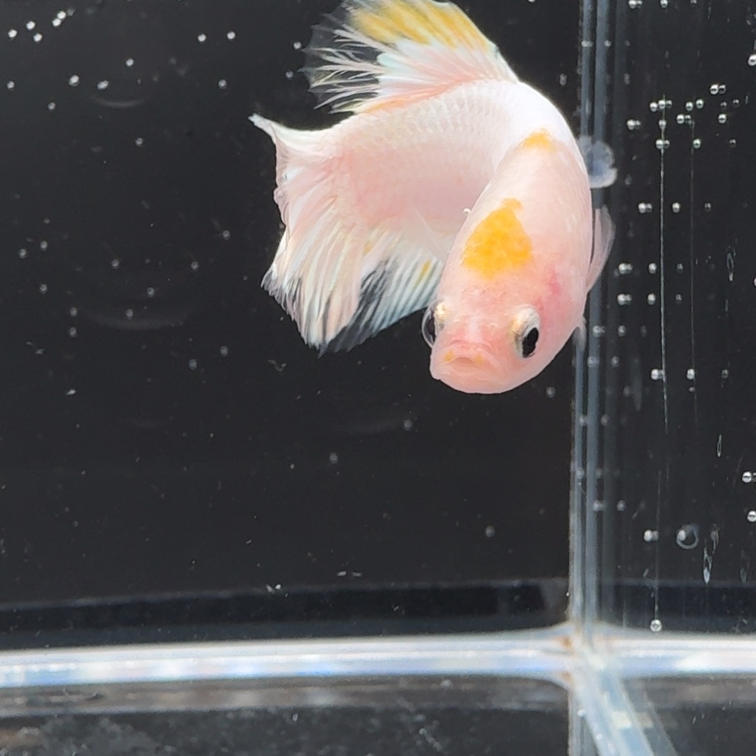 海水鱼6号拍品印尼斗鱼