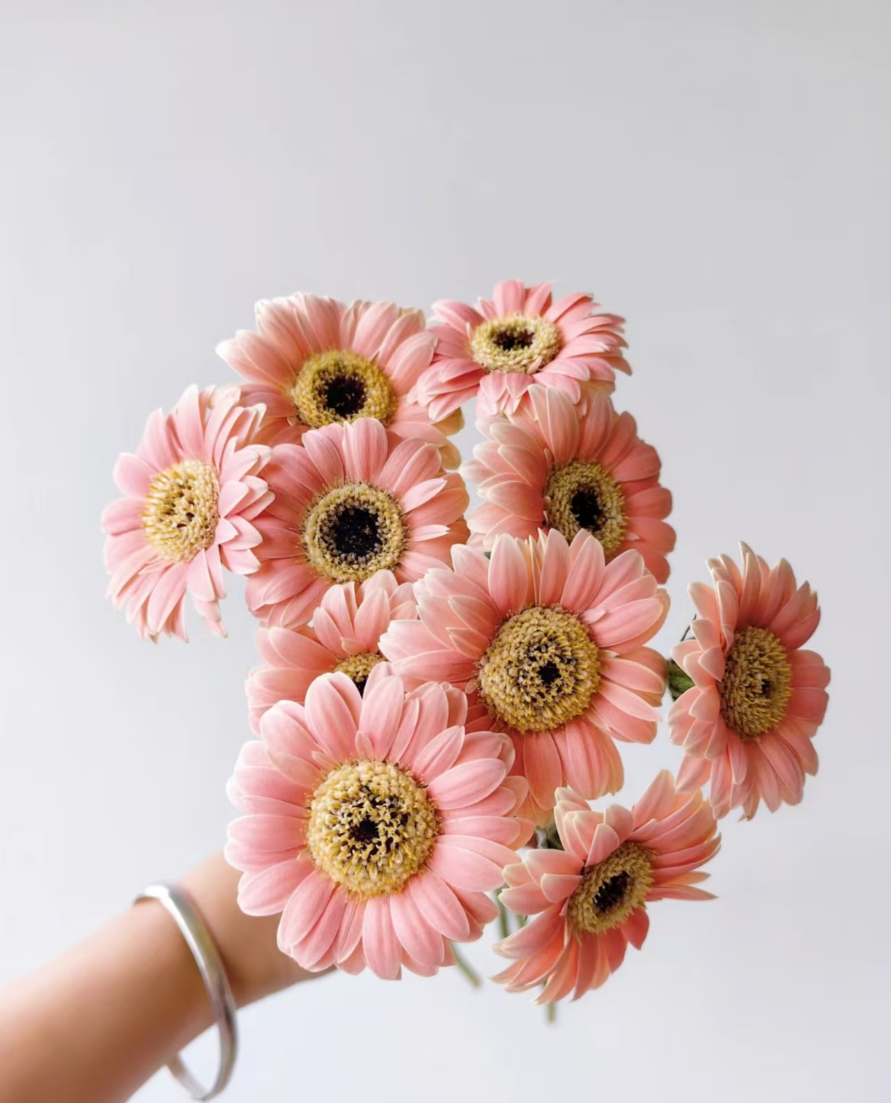 三岁花集-胖丁非洲菊10枝（一单中通二单顺丰冷链包邮）