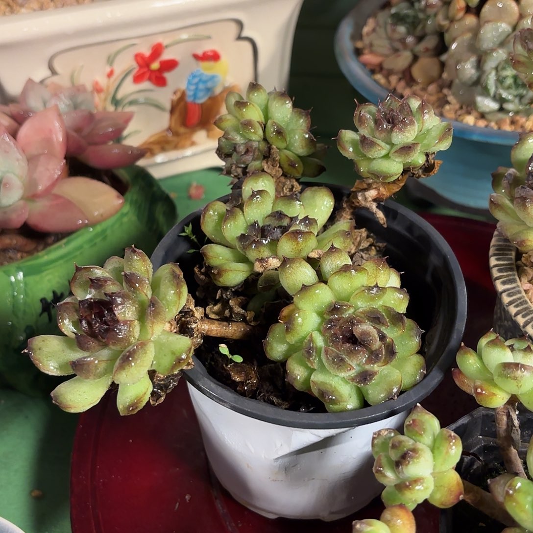 多肉植物啦啦啦啦