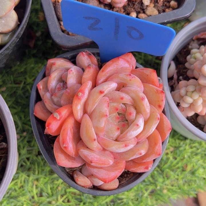 健健康康平平安安