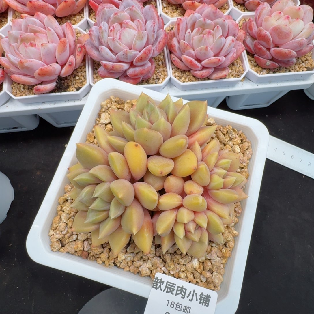 多肉植物  282  红象牙