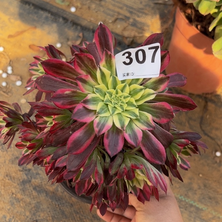 天河多肉植物307微瑕