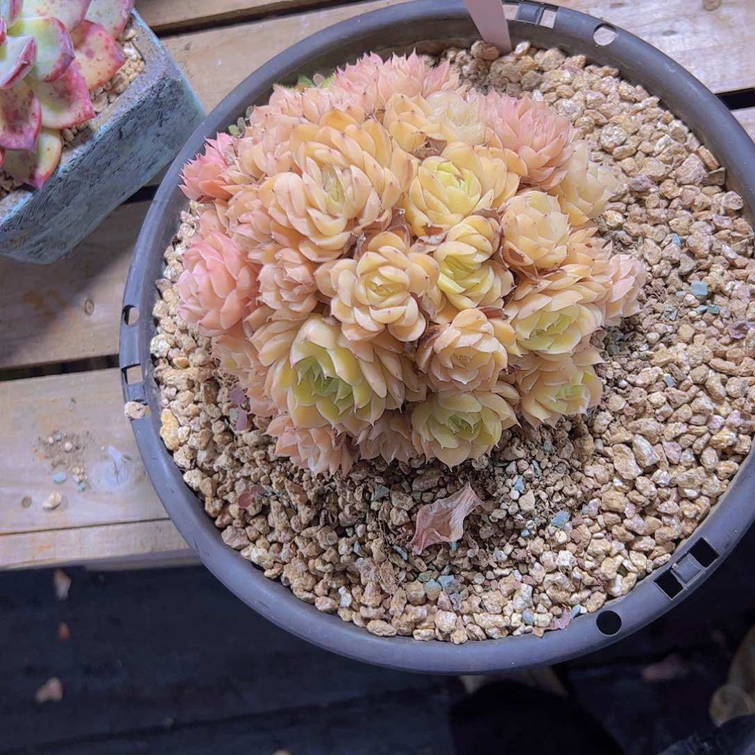 萱*2848昂斯诺48。。。