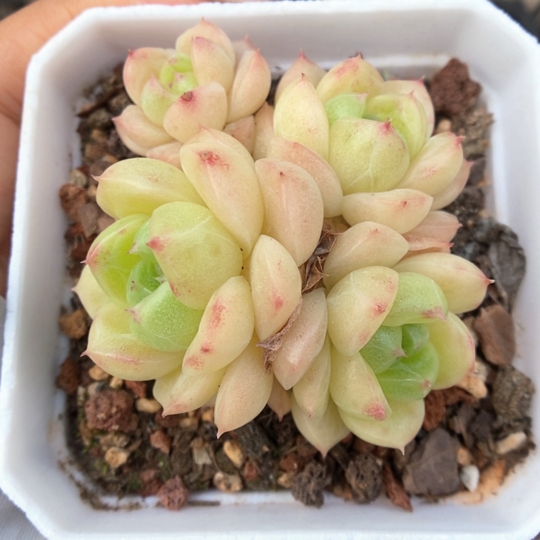 油透麦秆群生220号