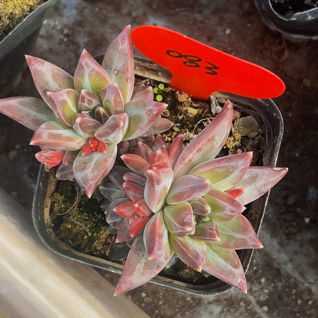 桔云多肉美人精品系列