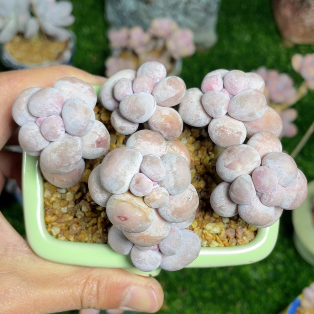 水光针奶酪多肉植物