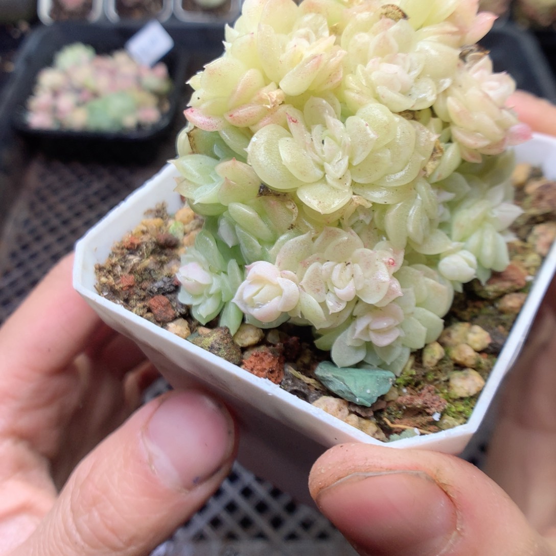 无花朵Q49 yyyyyyy