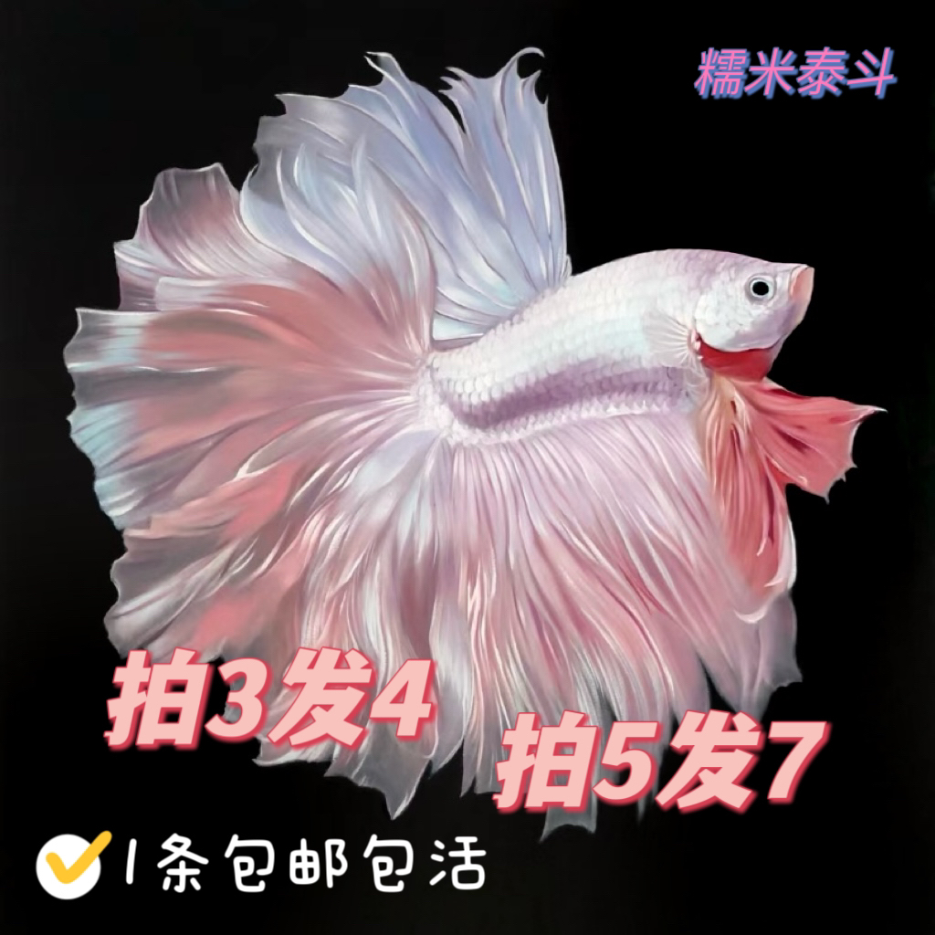 【拍3发4】泰国斗鱼精品泰斗小型观赏鱼高端婚纱仙女鱼耐活免打氧