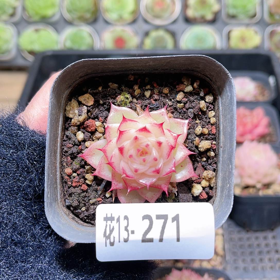 花利美13-271麦秆