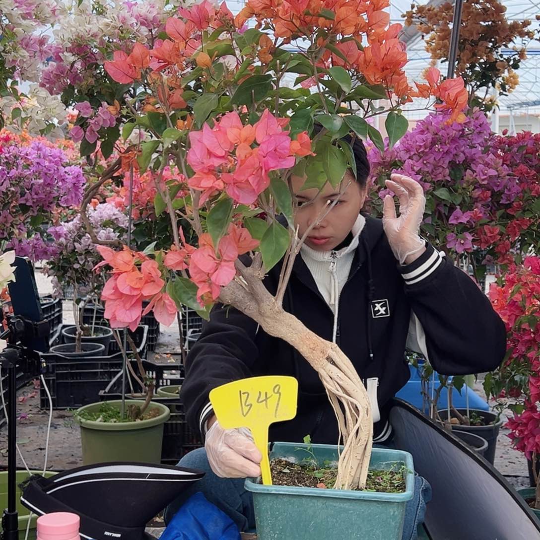 L***g大部分花苞少量开放B49波妹