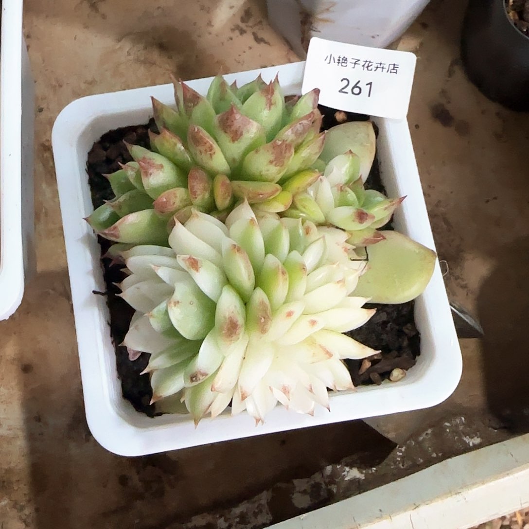 261水晶锦多肉植物