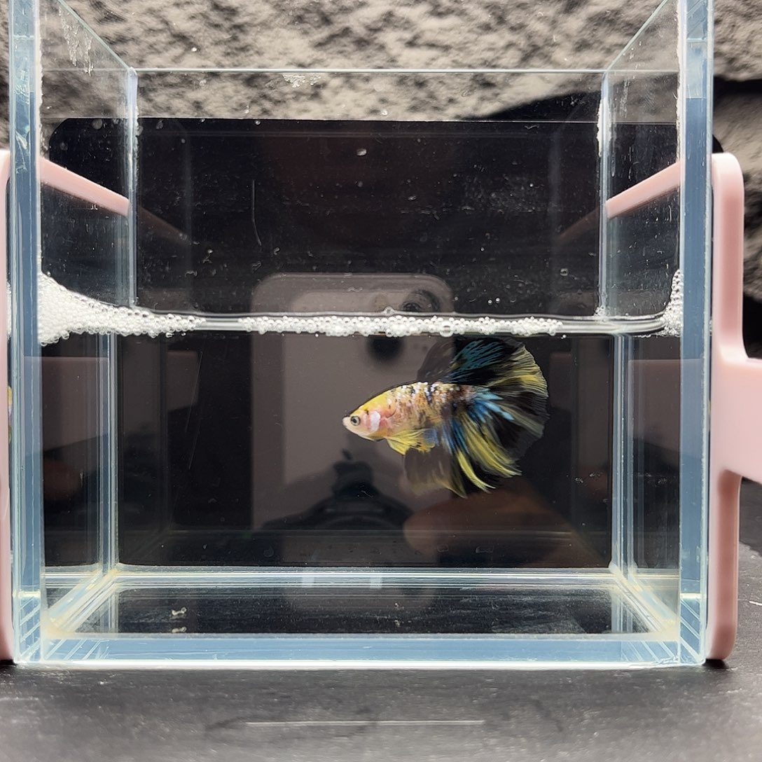 海胆宙斯斗鱼竞拍 11-22