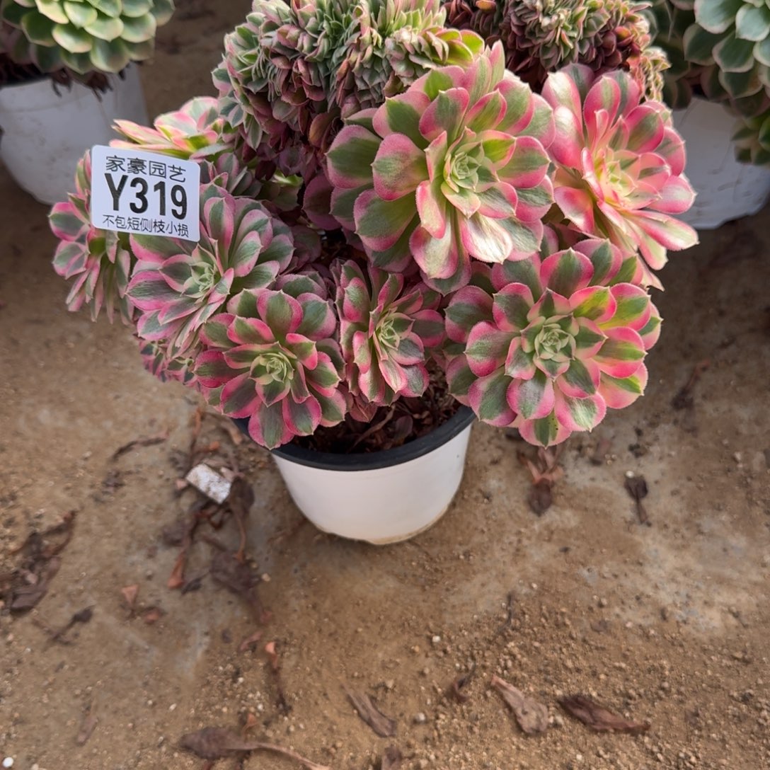 倾城缀化官服25左右2