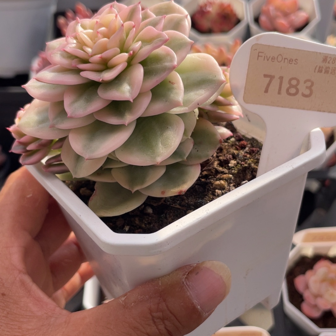 蜡牡丹锦7183-8.0厘米