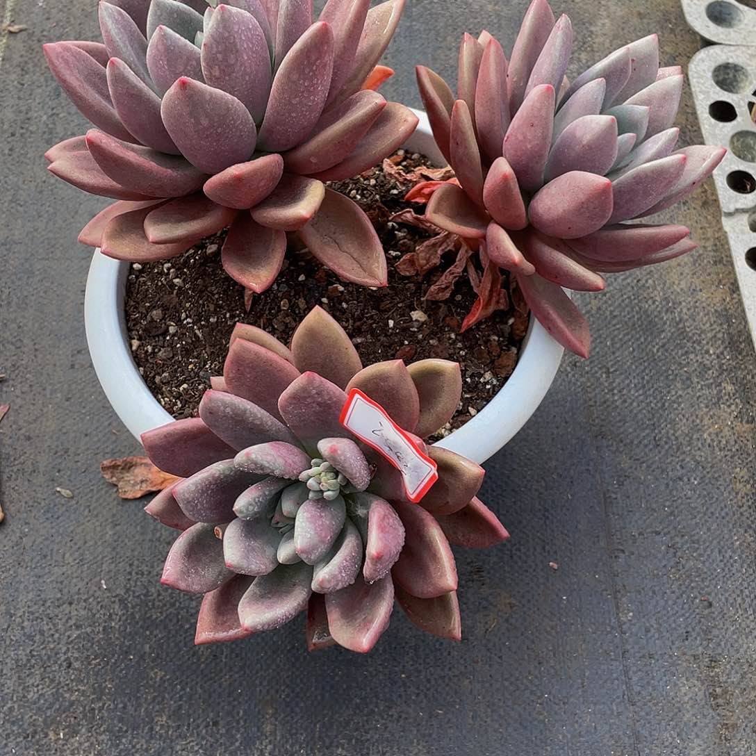 桃花源多肉植物群2383