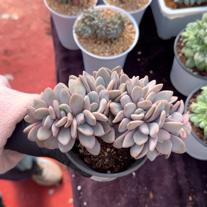 14厘米的尺寸一物一拍的